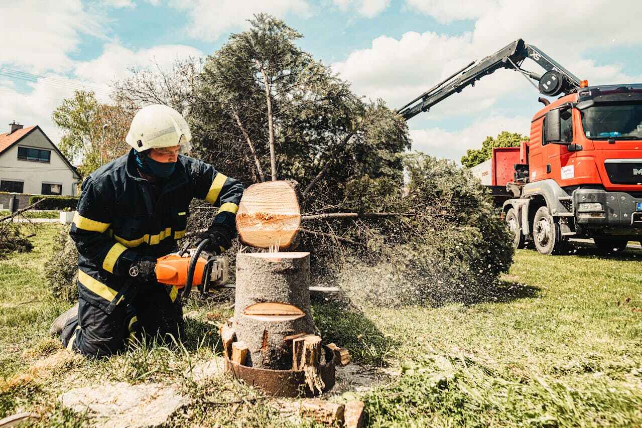 Dead Tree Removal in Carson, CA